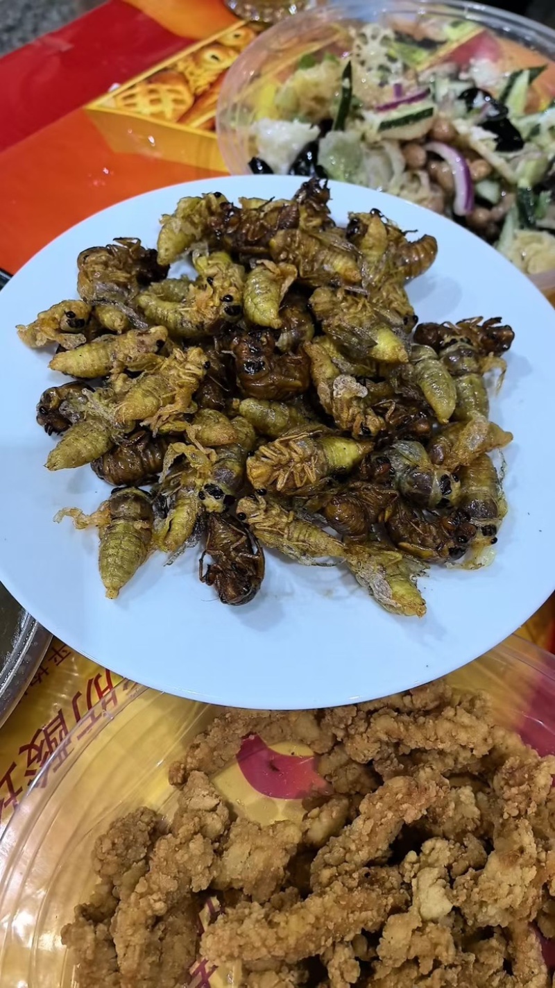 野生金蝉，现货现发，电商市场都能发货。