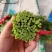 精品茼蒿