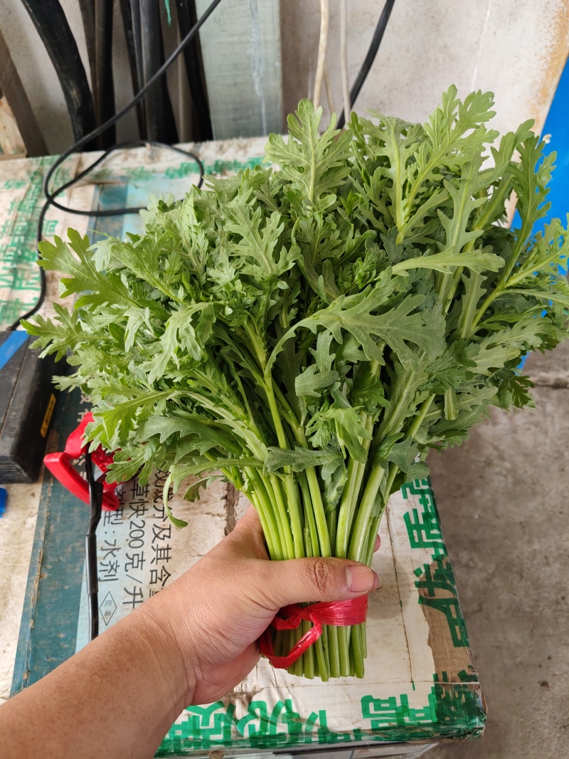 精品茼蒿