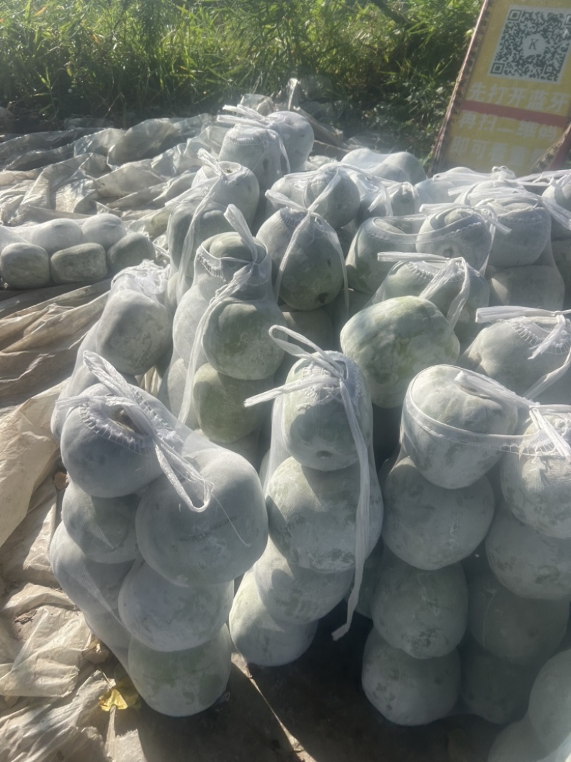 吊冬瓜市场直发，电商供货。
