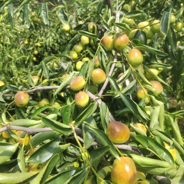 大荔冬枣
