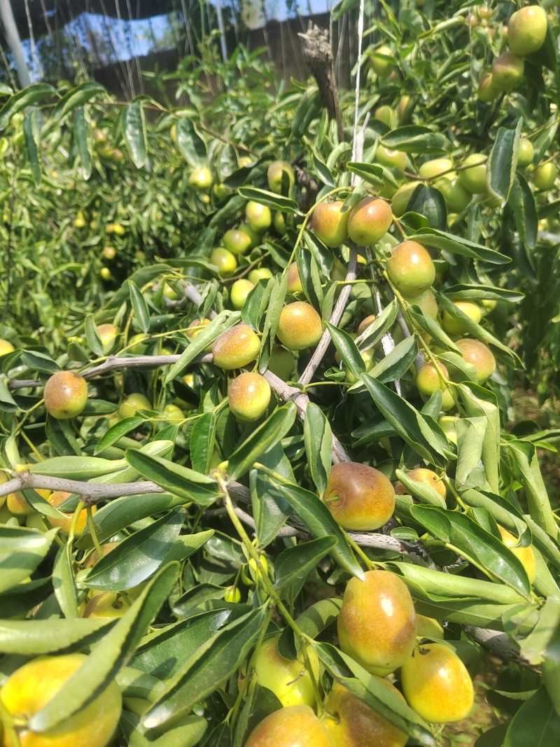 大荔冬枣