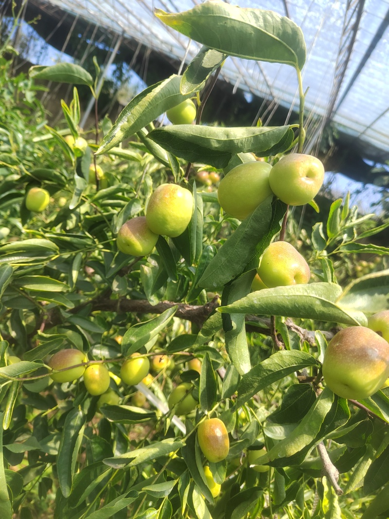 大荔冬枣