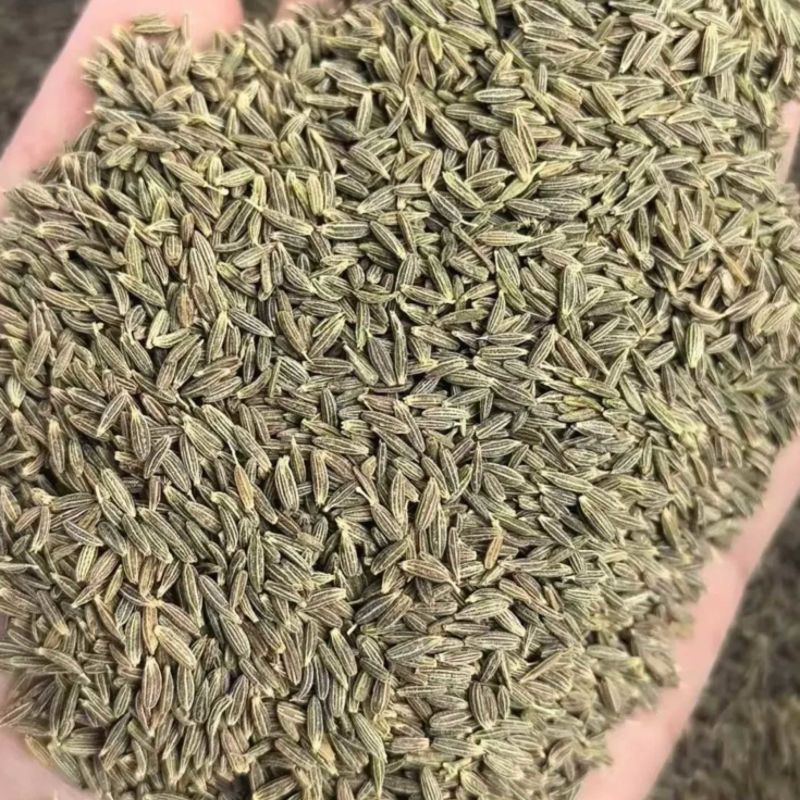 新疆孜然颗粒饱满（可磨粉：细粉半颗粒等）