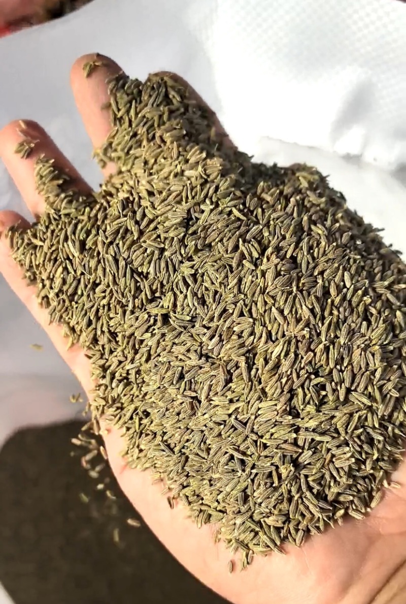 新疆孜然颗粒饱满（可磨粉：细粉半颗粒等）