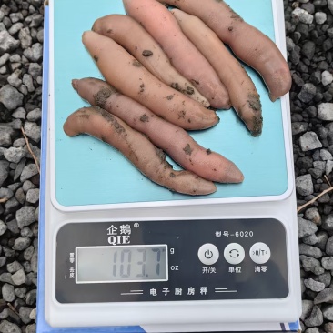 海肠