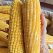 东北甜糯玉米
