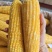 东北甜糯玉米