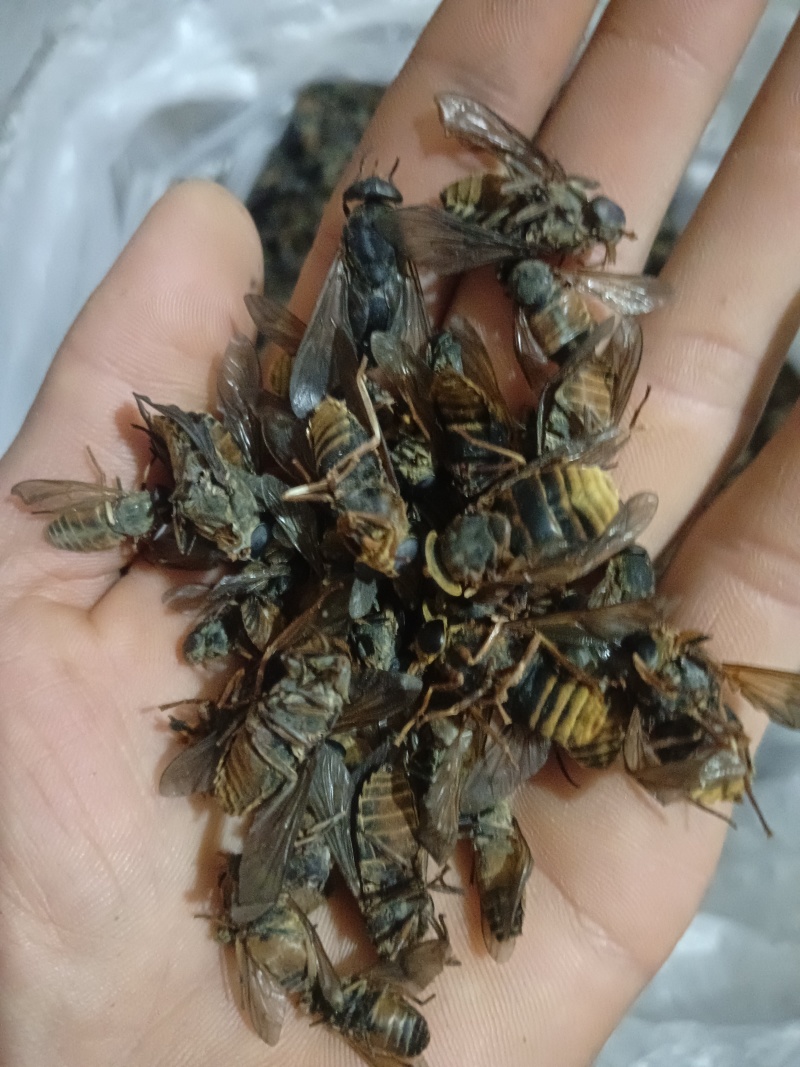 牛虻虫