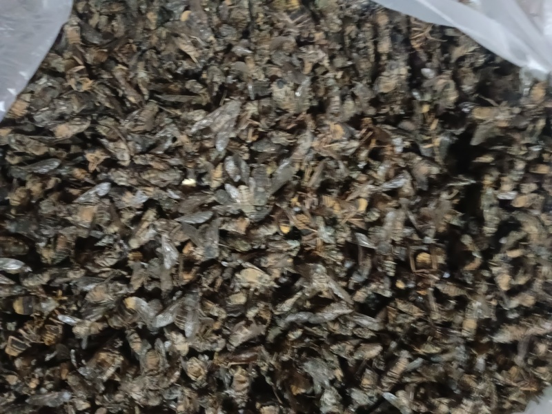 牛虻虫