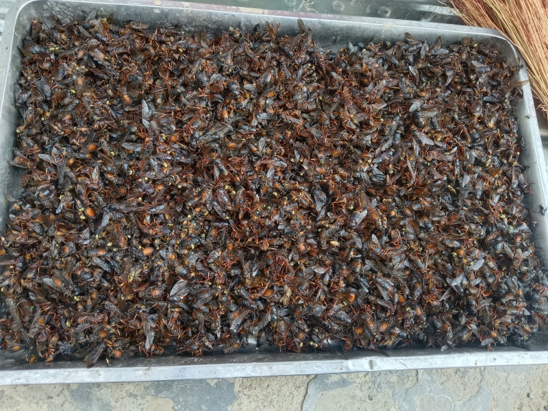 牛虻虫