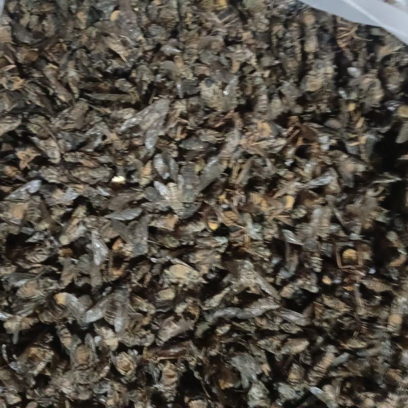 牛虻虫