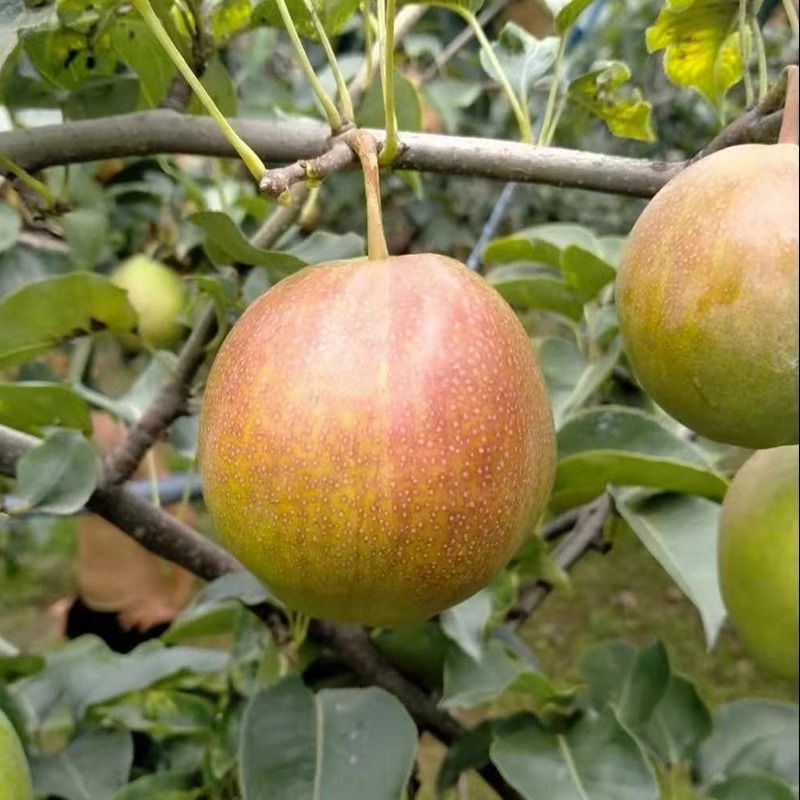 河北新梨7号大量上市对接商超团购批发档口量大从优