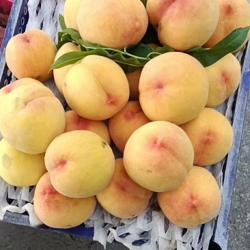 黄毛桃