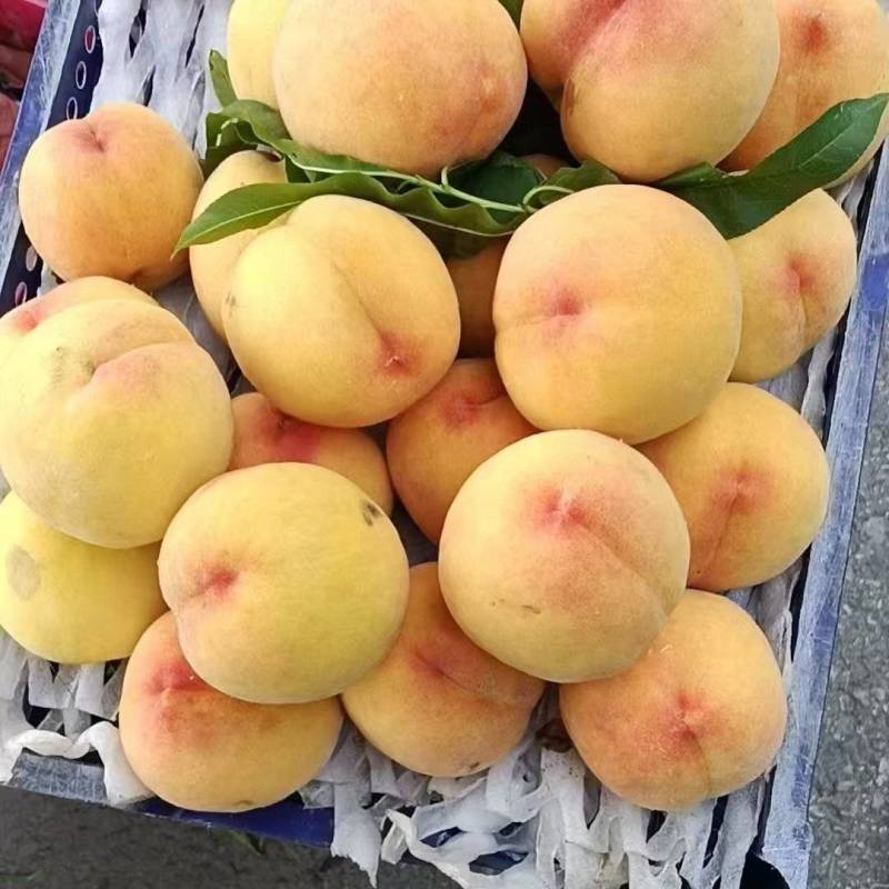 黄毛桃