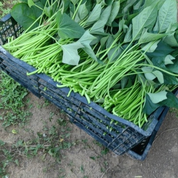 红薯梗