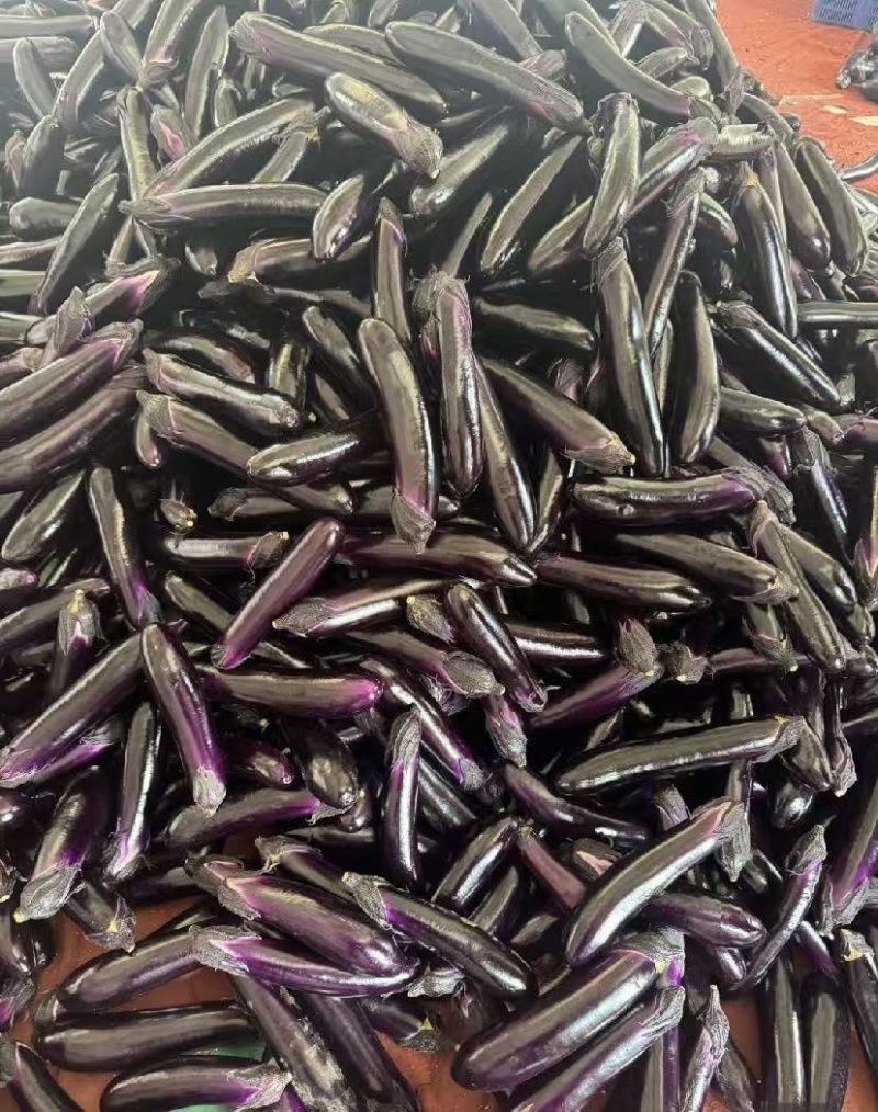 贵州长茄、产地直发、质量保证、大量供应市场电商等