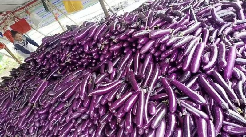 贵州长茄、产地直发、质量保证、大量供应市场电商等