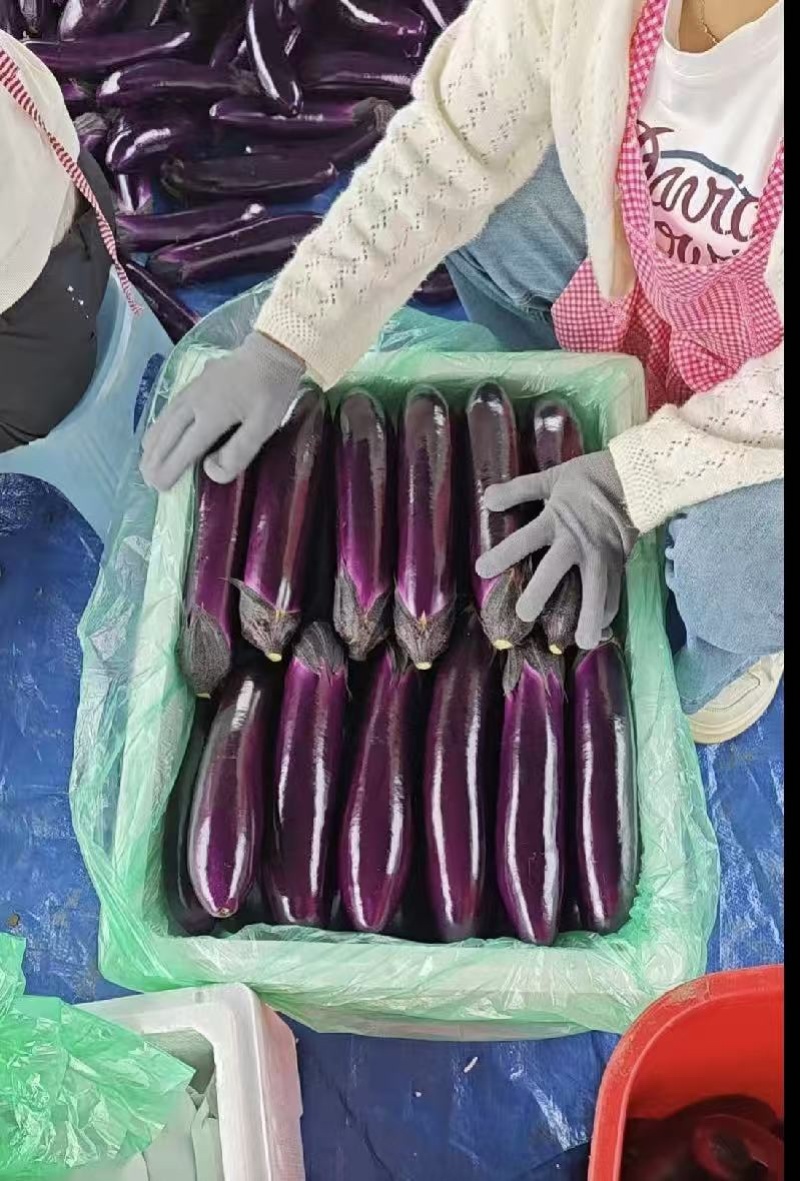 贵州长茄、产地直发、质量保证、大量供应市场电商等