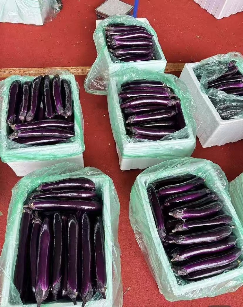 贵州长茄、产地直发、质量保证、大量供应市场电商等