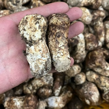 新鲜松茸