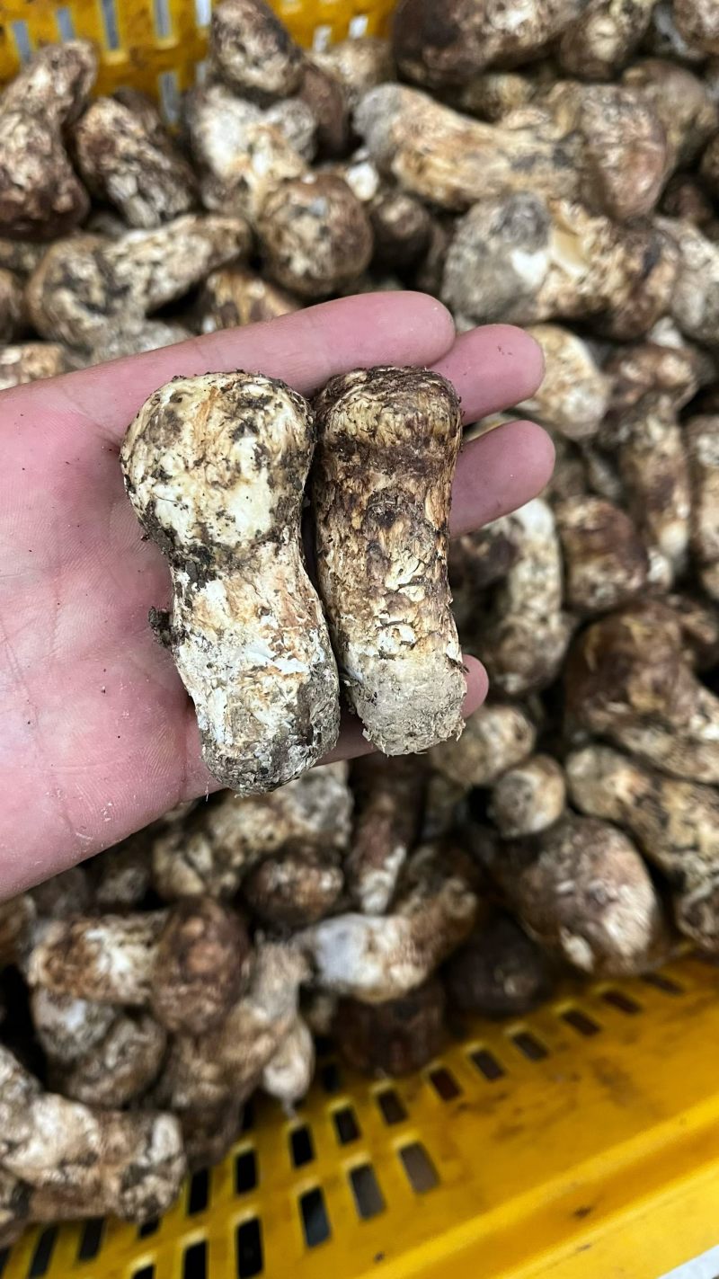 新鲜松茸