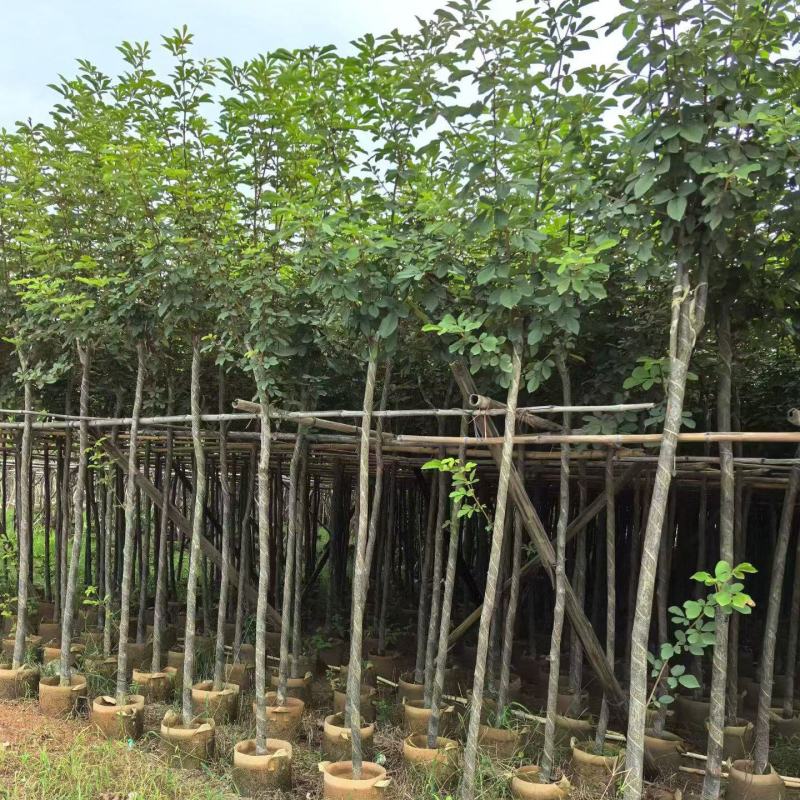 黄花风铃木2-10分，大量现货待售