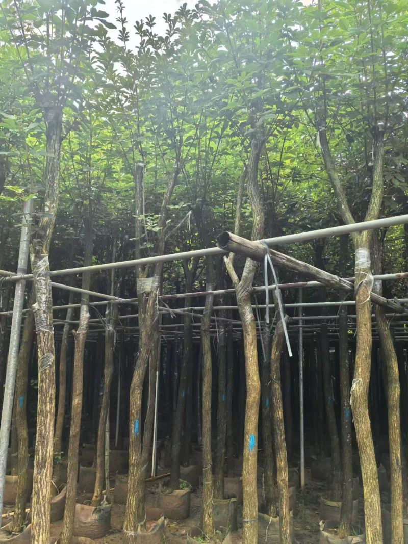 黄花风铃木2-10分，大量现货待售