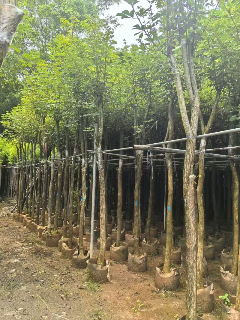 黄花风铃木2-10分，大量现货待售
