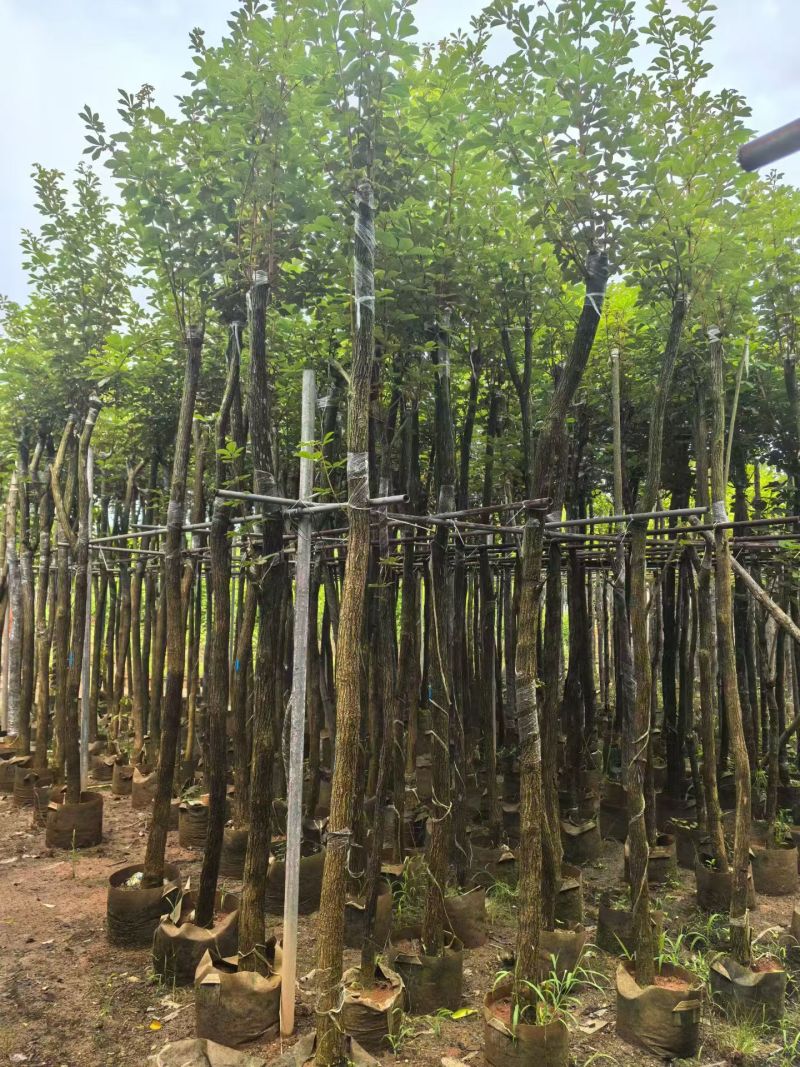 黄花风铃木2-10分，大量现货待售