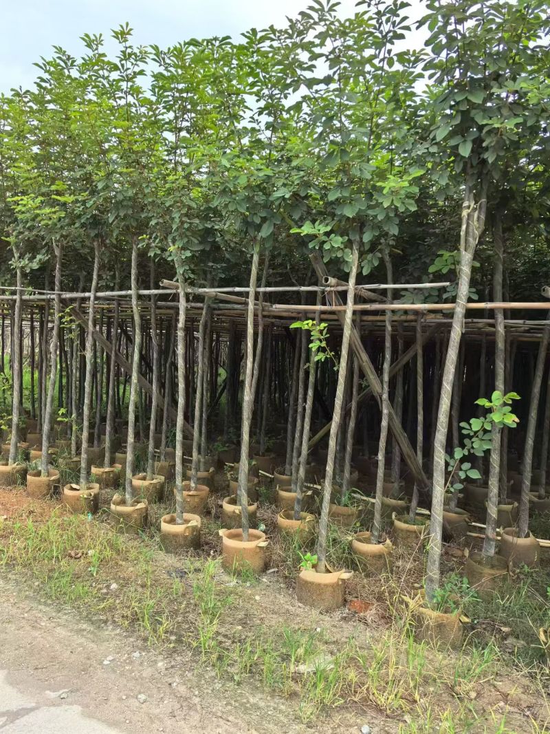 黄花风铃木2-10分，大量现货待售