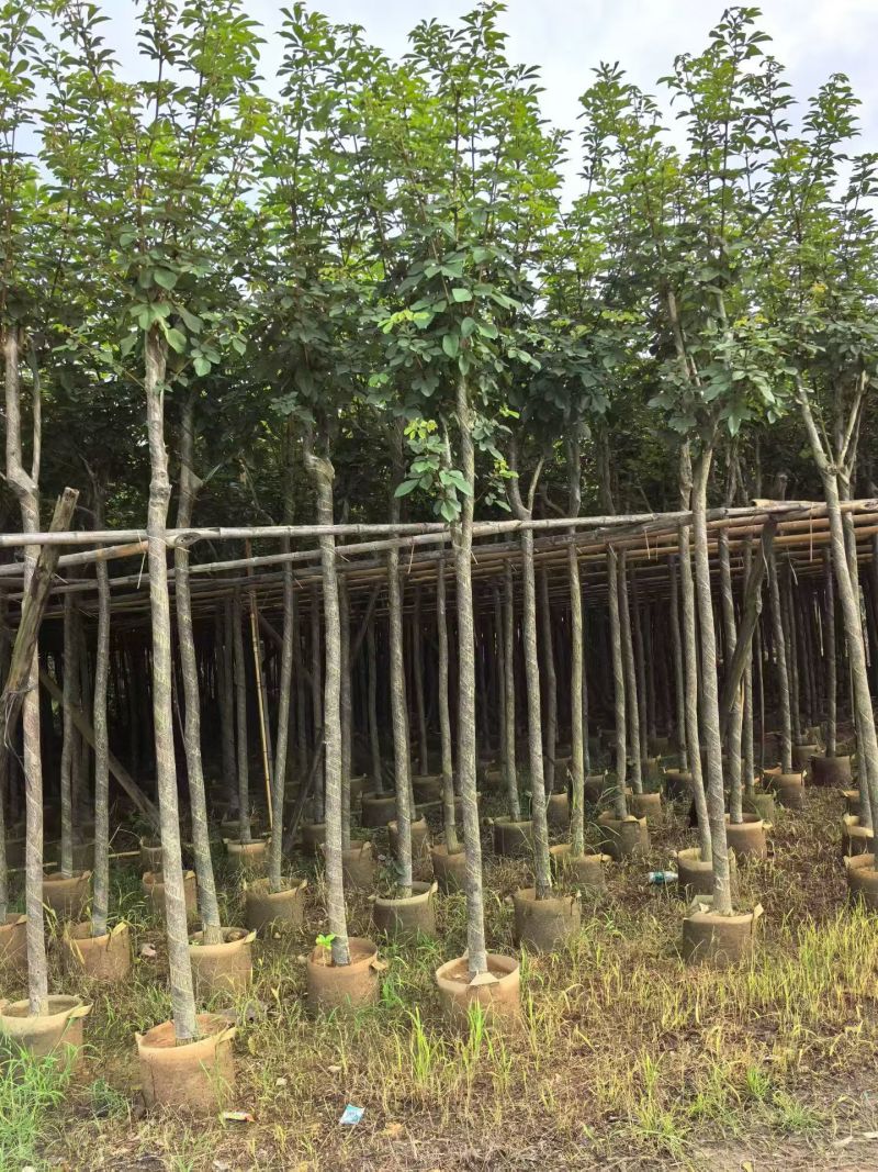 黄花风铃木2-10分，大量现货待售