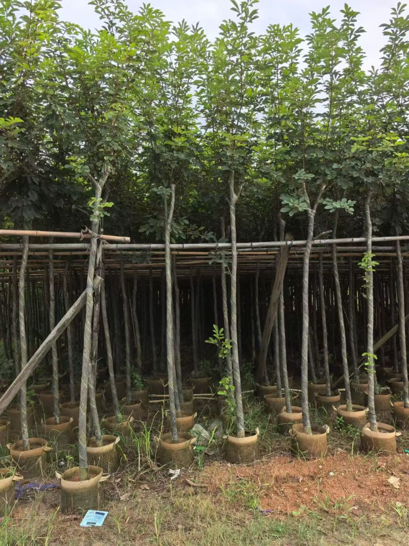 黄花风铃木2-10分，大量现货待售