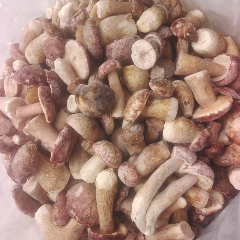 美味牛肝菌
