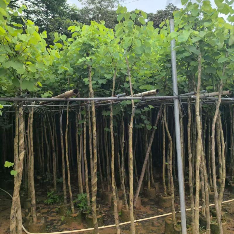 宫粉紫荆2-4分，大量现货待售
