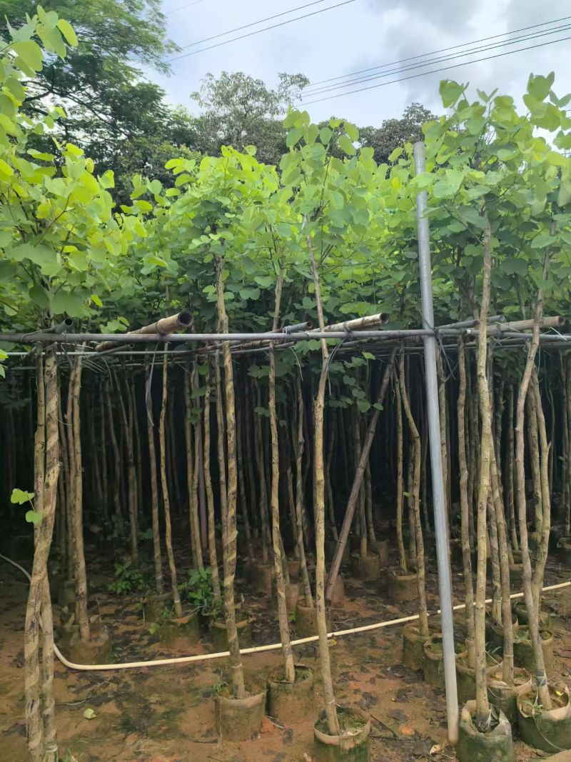 宫粉紫荆2-4分，大量现货待售