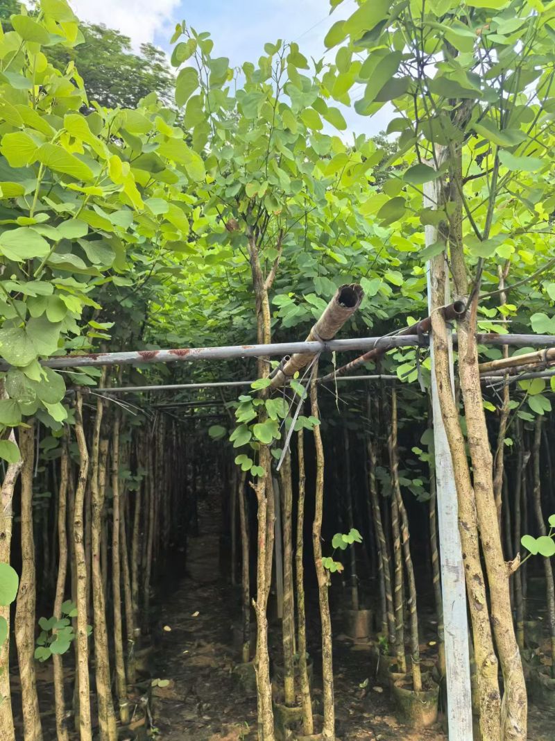 宫粉紫荆2-4分，大量现货待售