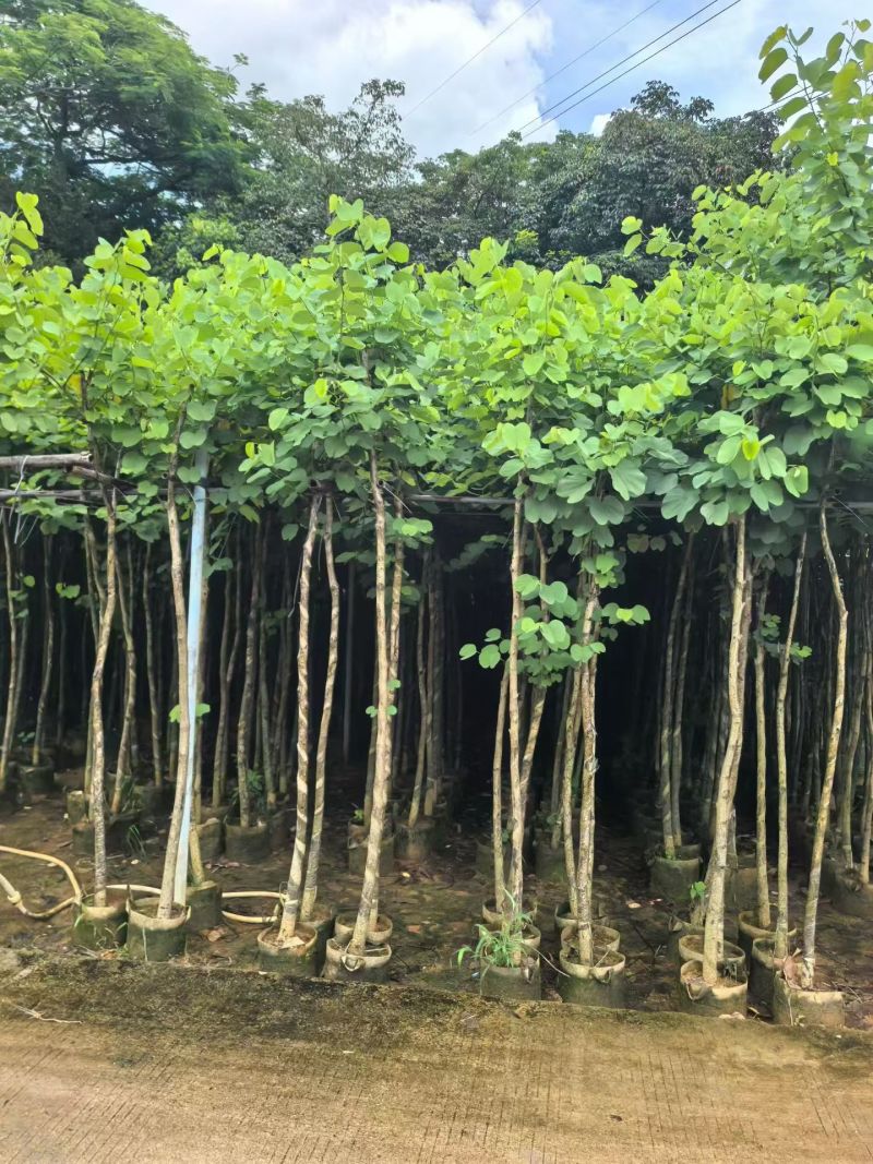宫粉紫荆2-4分，大量现货待售