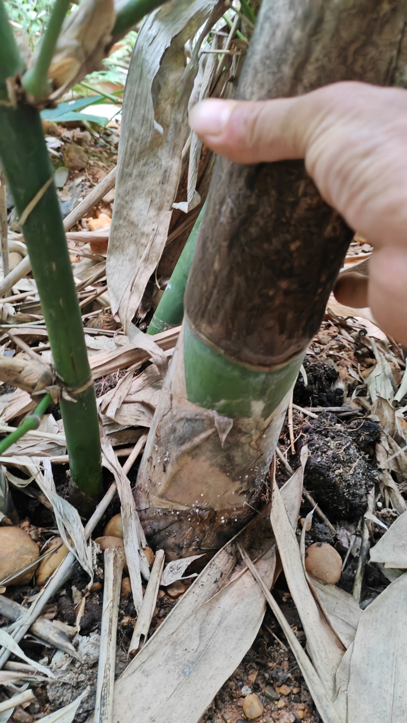 麻竹笋苗广西柳州买竹笛包教技术