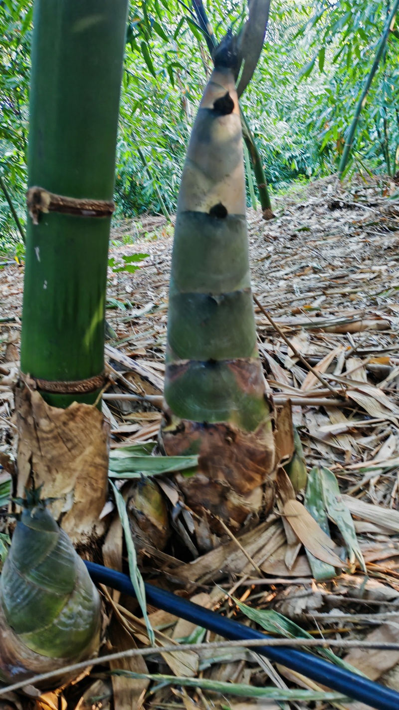 麻竹笋苗广西柳州买竹笛包教技术
