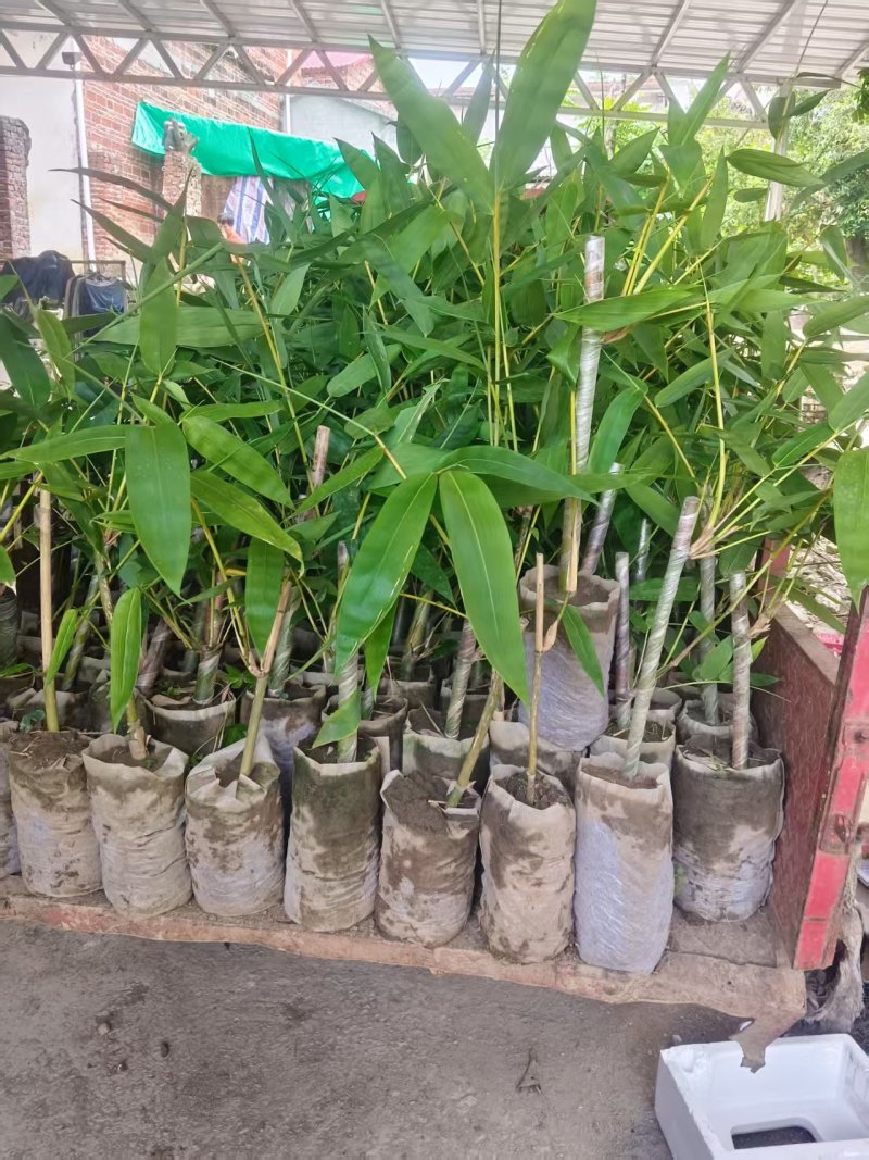 麻竹笋苗广西柳州买竹笛包教技术