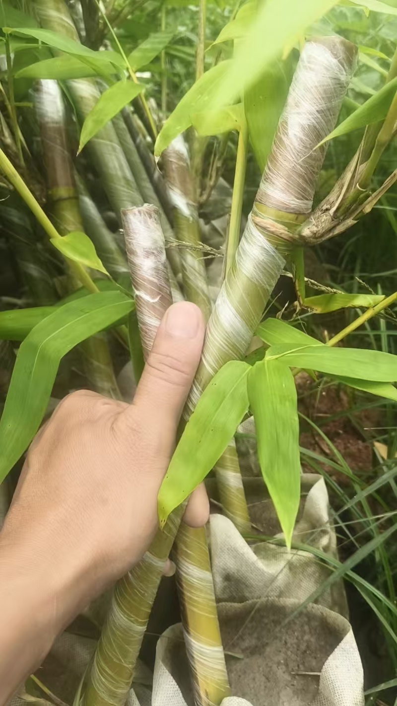 麻竹笋苗广西柳州买竹笛包教技术