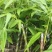 麻竹笋苗广西柳州买竹笛包教技术