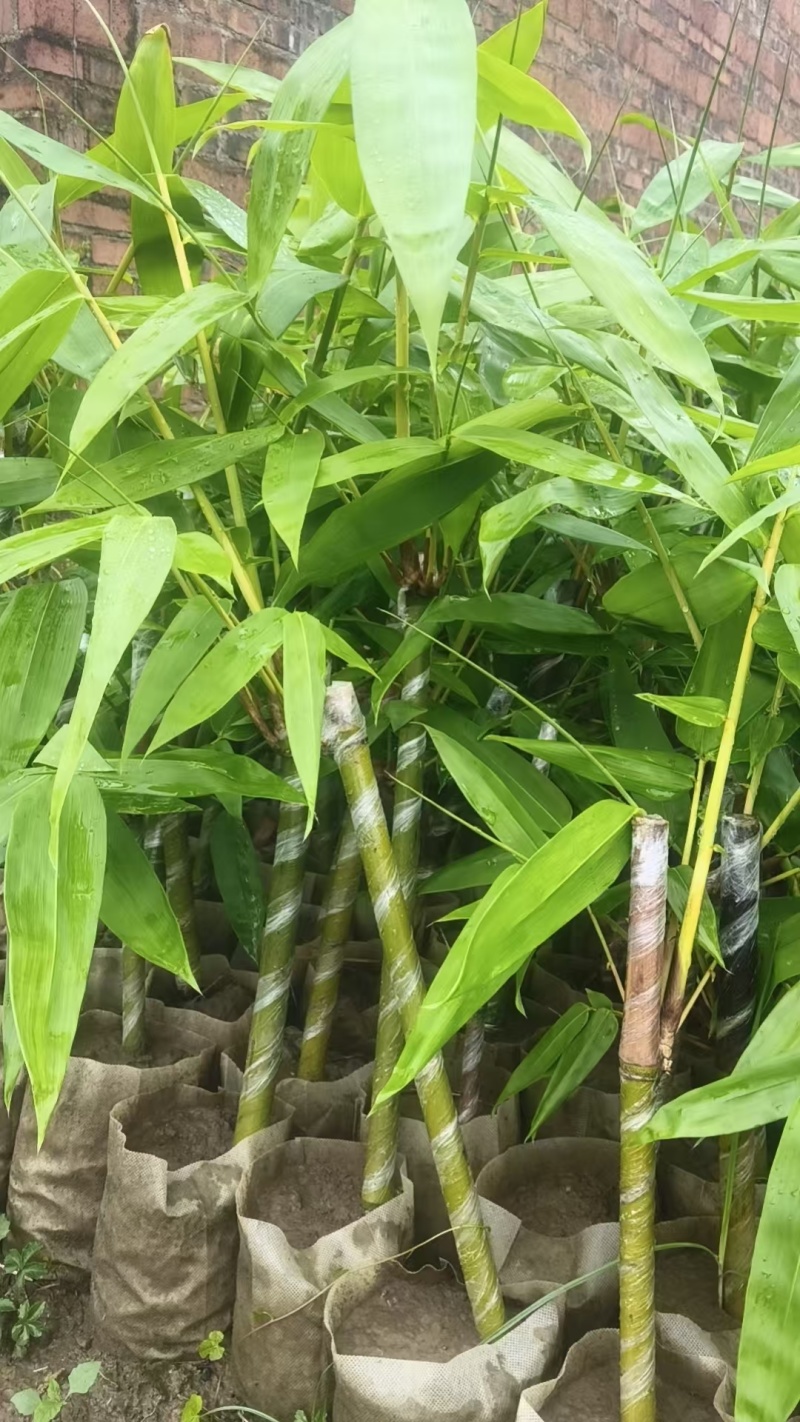 麻竹笋苗广西柳州买竹笛包教技术