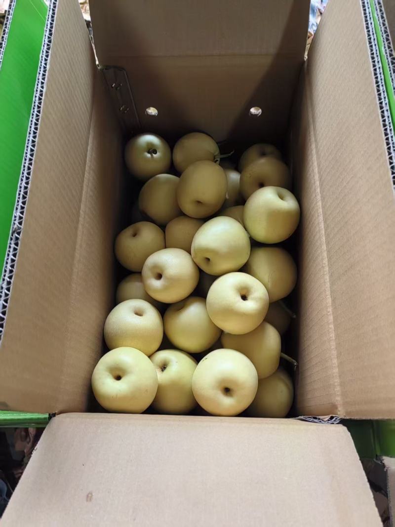 晋州市总十庄皇冠梨大量上市。海量货源高质高量需要的抓紧了