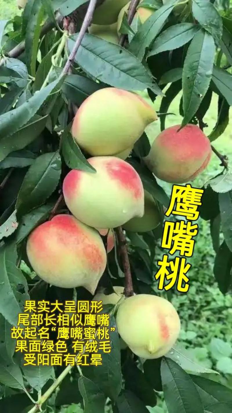 鹰嘴桃广东省内包邮