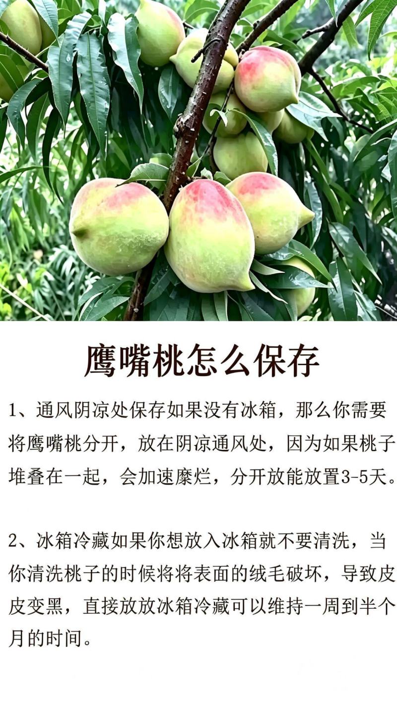 鹰嘴桃广东省内包邮