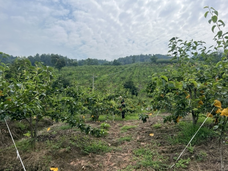 翠冠梨高山翠冠梨