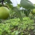 翠冠梨高山翠冠梨