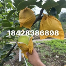 高山翠冠梨青皮，果甜化渣口感好，自然成熟接大小车